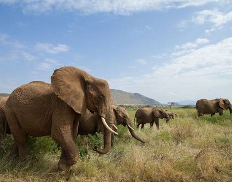 Samburu kenya africa tours