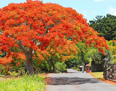 Seværdighed Mauritius indiske ocean africa tours