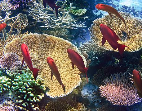 Seværdighed Mauritius indiske ocean africa tours