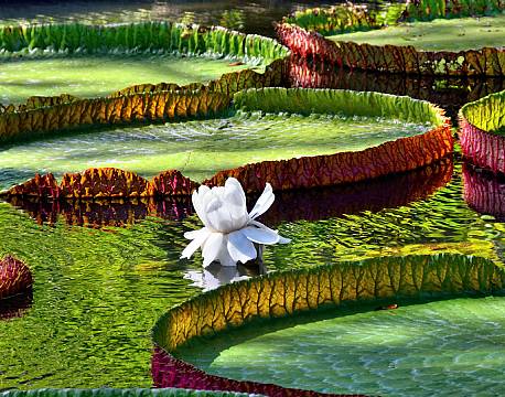 Seværdighed Mauritius indiske ocean africa tours