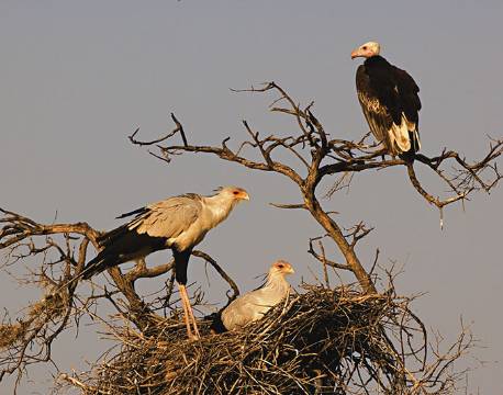 Sekretærfugl, Grib, fugl, Masai Mara, Kenya africa tours