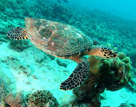 Seychellerne indiske ocean africa tours