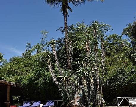  Mara Fig Tree Camp, Masai Mara, Kenya 8 africa tours