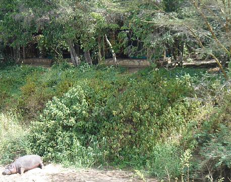  Mara Fig Tree Camp, Masai Mara, Kenya 4 africa tours