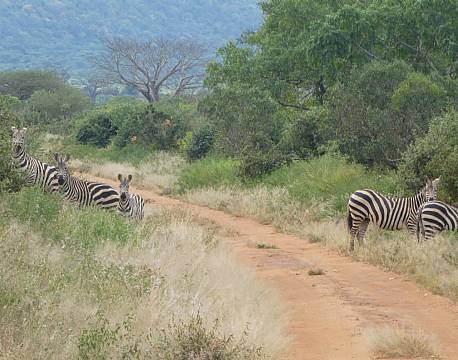 Tsavo Kenya africa tours