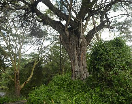 Tsavo Kenya africa tours