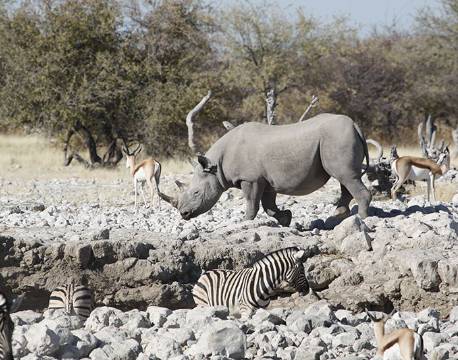 Dyr samlet i Etosha nationalpark, Namibia africa tours