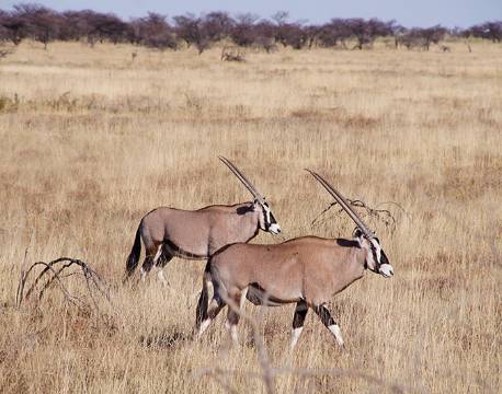 Orix antiloper, Etosha, Namibia africa tours