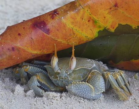 Seværdighed Praslin Seychellerne indisk ocean africa tours
