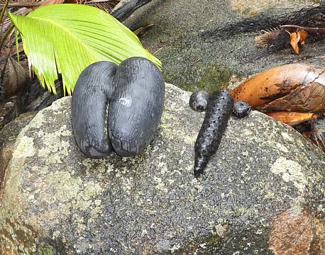 Seværdighed Praslin Seychellerne indisk ocean africa tours