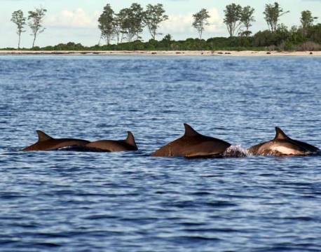 Seværdighed Bird Island indiske ocean africa tours