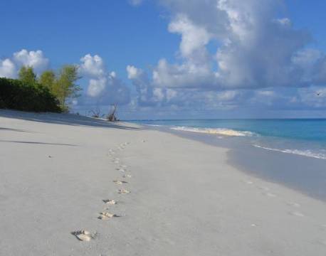 Seværdighed Bird Island indiske ocean africa tours