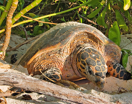 Seværdighed Bird Island indiske ocean africa tours