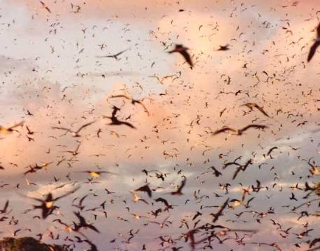 Seværdighed Bird Island indiske ocean africa tours