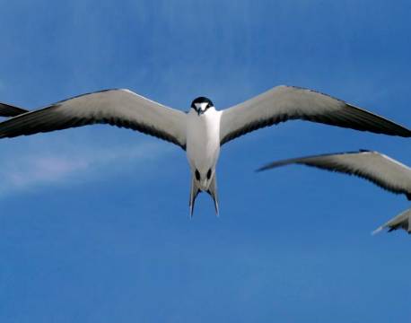 Seværdighed Bird Island indiske ocean africa tours