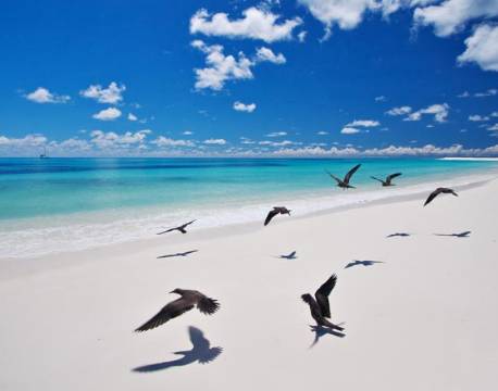 Seværdighed Bird Island indiske ocean africa tours