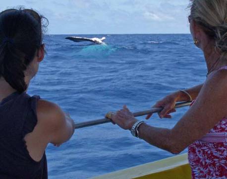 Seværdighed Bird Island indiske ocean africa tours