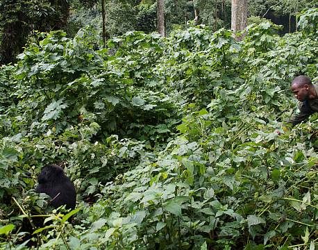 Bwindi Uganda africa tours