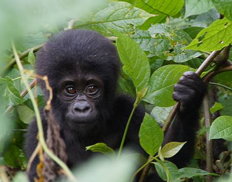 Bwindi Uganda africa tours