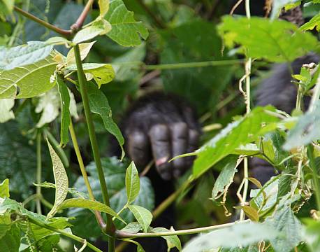 Bwindi Uganda africa tours