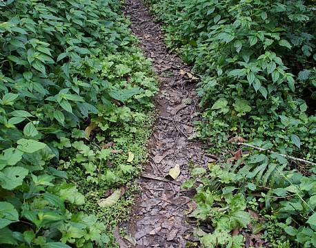 Bwindi Uganda africa tours