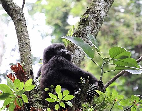 Bwindi Uganda africa tours