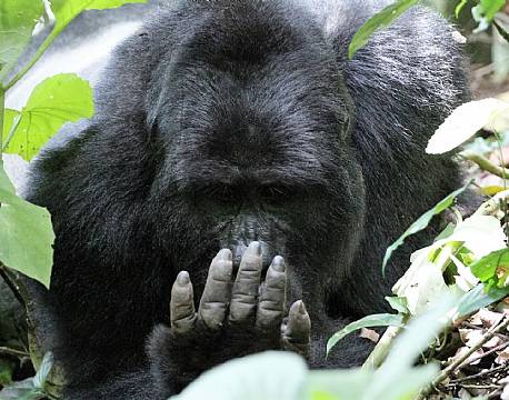 Bwindi Uganda africa tours