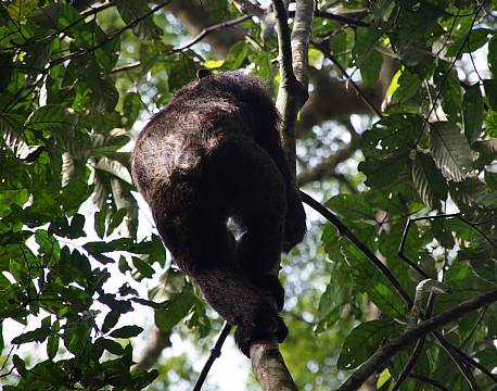 Kibale Uganda africa tours