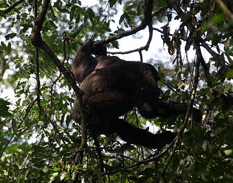 Kibale Uganda africa tours