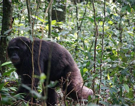 Kibale Uganda africa tours