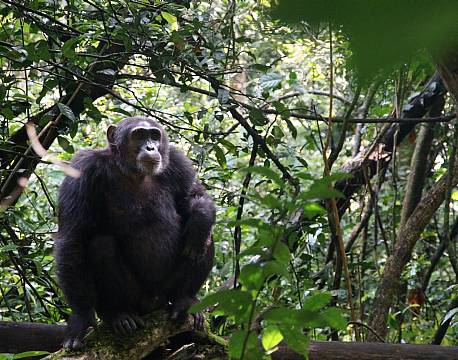 Kibale Uganda africa tours