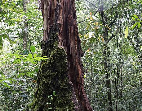 Kibale Uganda africa tours