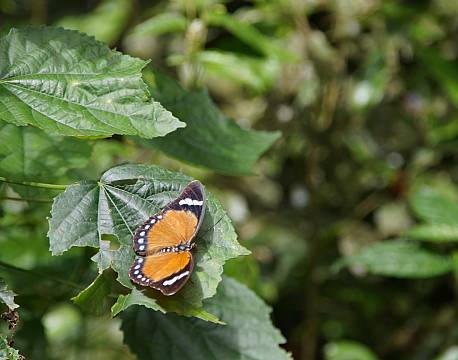 Kibale Uganda africa tours