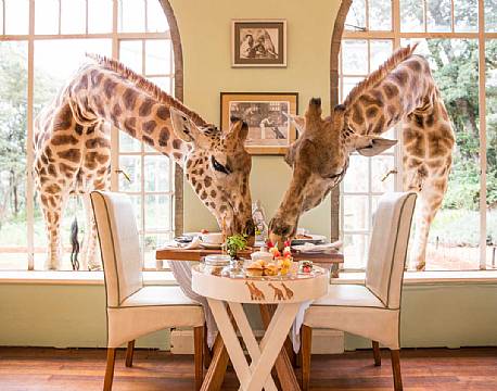 Giraffe Manor kenya 3 africa tours