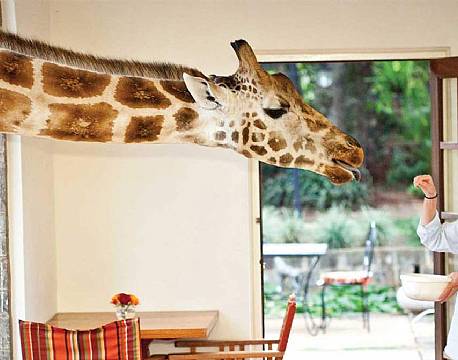 Giraffe Manor kenya 8 africa tours