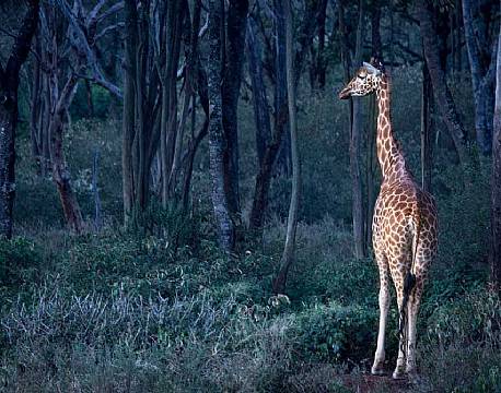 Giraffe Manor kenya 9 africa tours