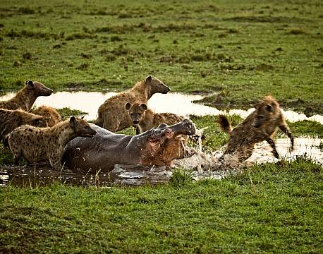 Mara North Conservancy kenya africa tours