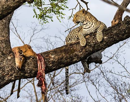 Mara North Conservancy kenya africa tours