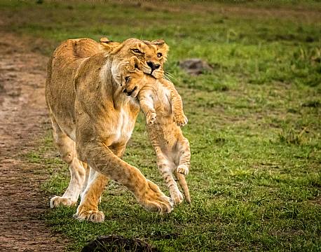 Mara North Conservancy kenya africa tours