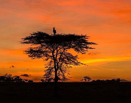Mara North Conservancy kenya africa tours
