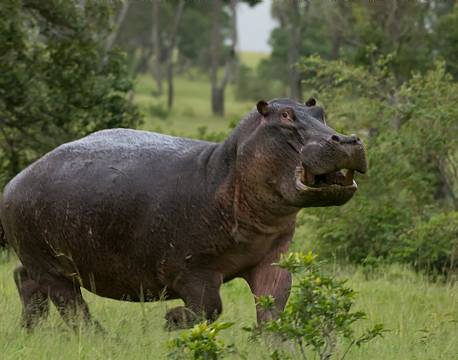 Mara North Conservancy kenya africa tours