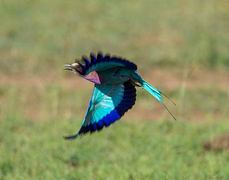 Mara North Conservancy kenya africa tours