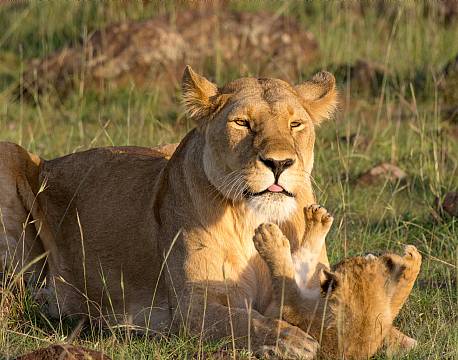 Mara North Conservancy kenya africa tours