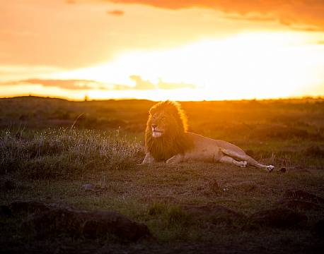 Mara North Conservancy kenya africa tours