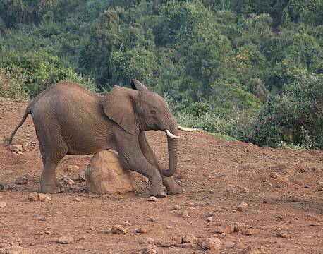 Aberdare højlandet kenya africa tours