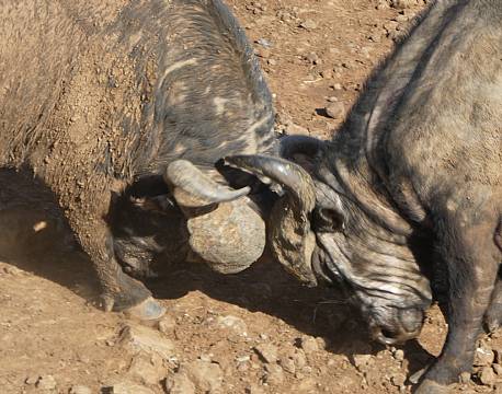 Aberdare højlandet kenya africa tours