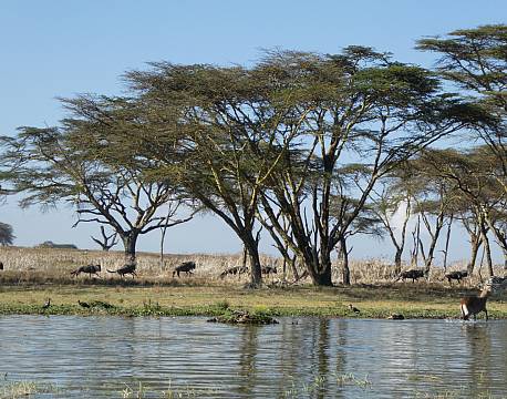 Lake Naivasha kenya africa tours