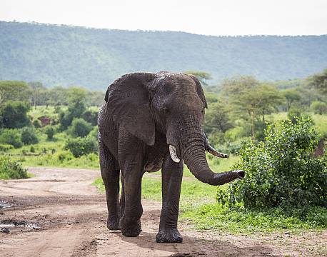 Ngorongoro krateret Tanzania africa tours