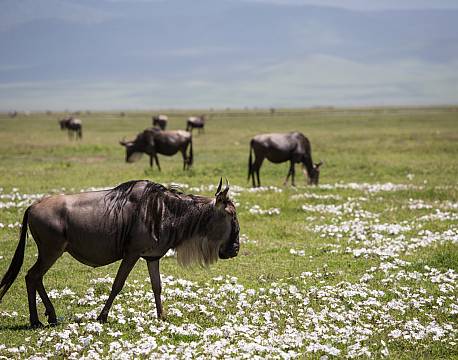 Ngorongoro krateret Tanzania africa tours