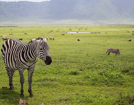 Ngorongoro krateret Tanzania africa tours